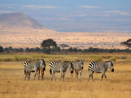 Zebra Herd - Amboseli